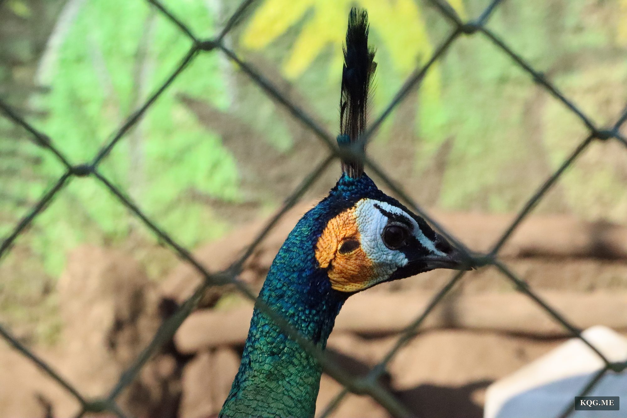 绿孔雀颈部翠绿鳞状羽的方形特写,金属光泽清晰可见